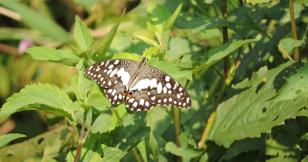 A butterfly with patterned wings resting on green leaves.
