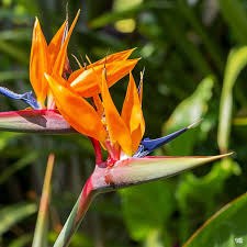 Close-up of a vibrant orange bird of paradise flower with lush green background.