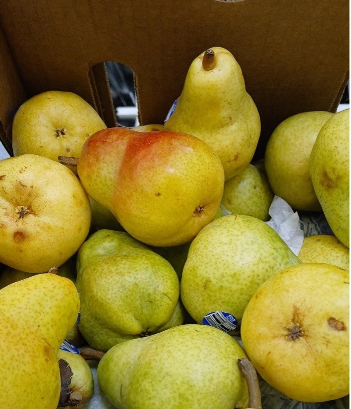 A pile of fresh green and yellow pears with one red-tinged pear.