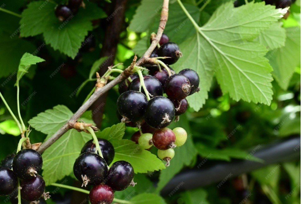 Bunch of ripe and unripe blackcurrants on a leafy branch.