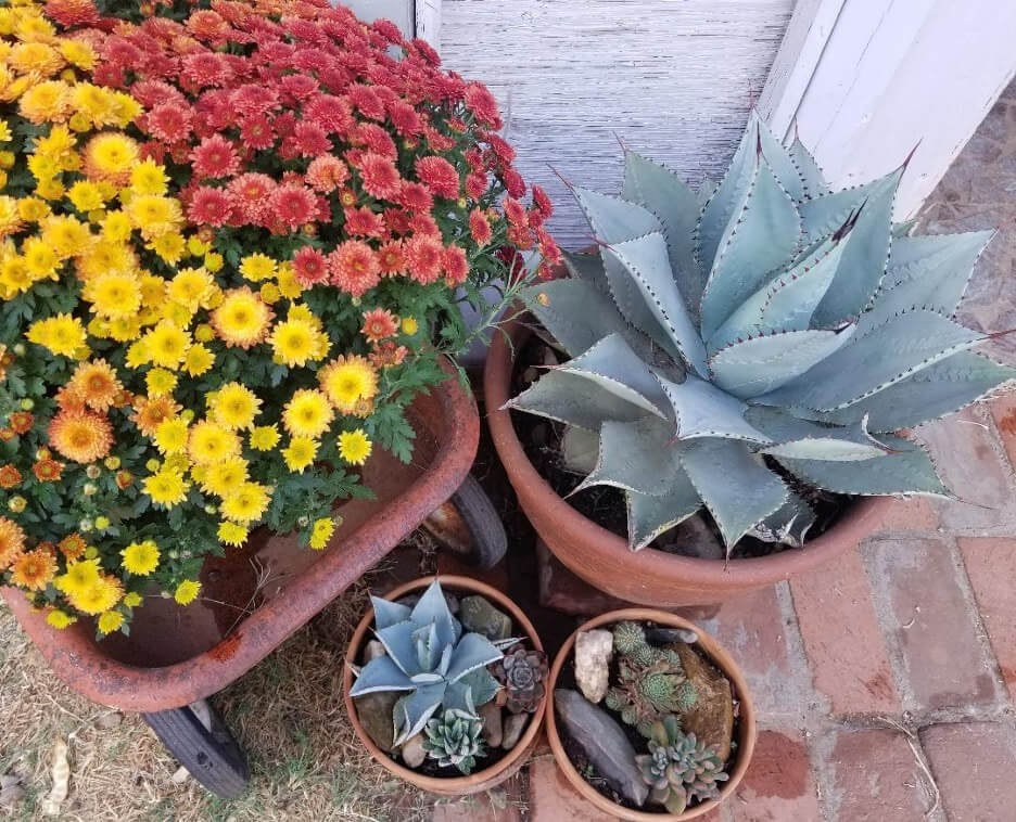 Colorful chrysanthemums next to potted succulents on a brick floor.