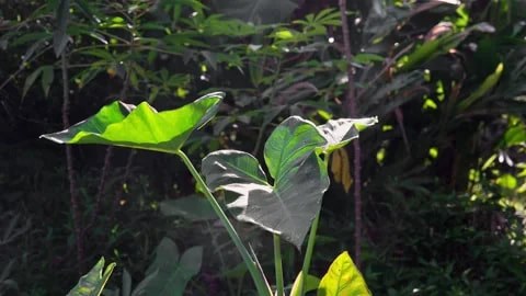 A butterfly resting on a green leaf in a lush garden.