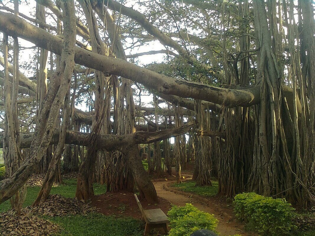 A large banyan tree with sprawling aerial roots in a forested area.