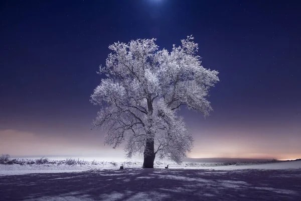 A solitary tree covered in frost stands on a snowy landscape at dusk.