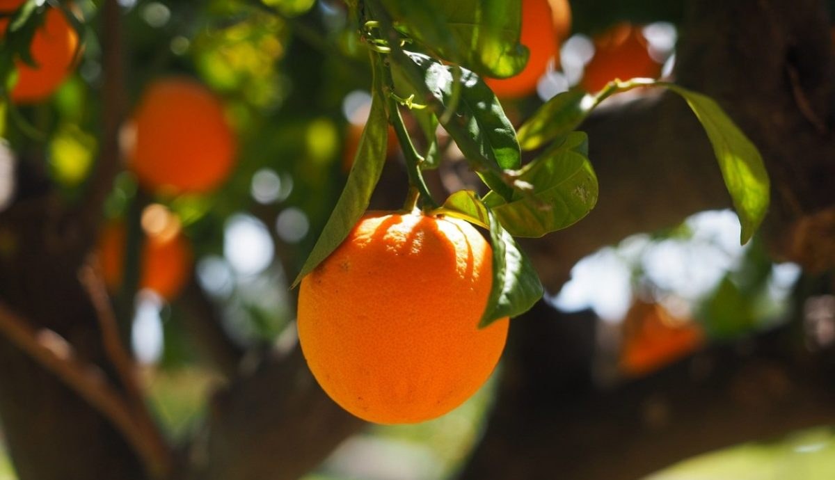 A ripe orange hanging on a tree branch with green leaves.