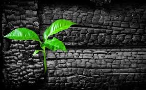 A vibrant green plant growing through cracked charcoal bricks.