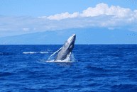 A whale breaching the ocean surface against a backdrop of distant mountains.