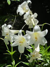 White lilies blooming under sunlight with green leaves.