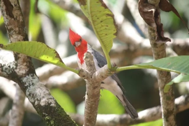 Red bird perched on a tree branch among green leaves.
