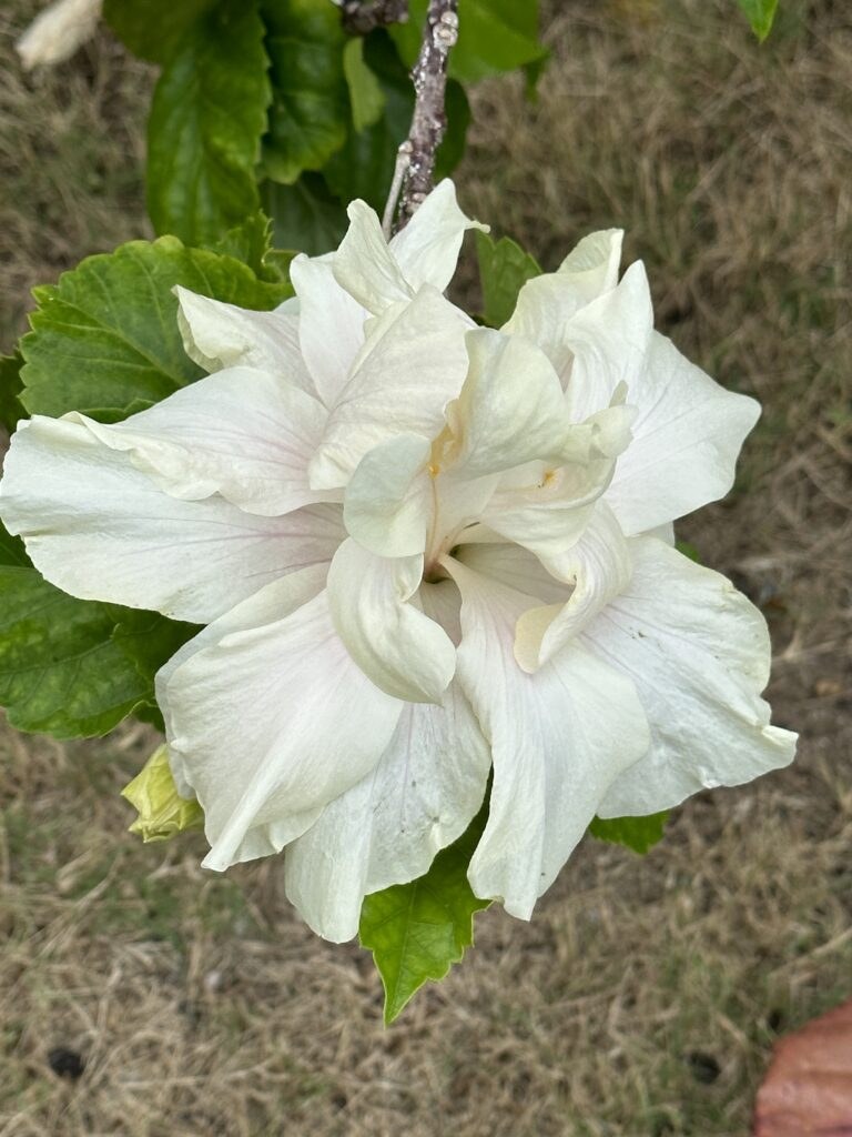 A close-up of a white double-flowered hibiscus with green leaves.