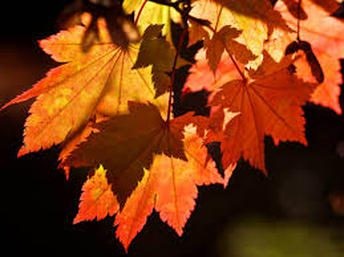 Close-up of vibrant orange and red autumn leaves.