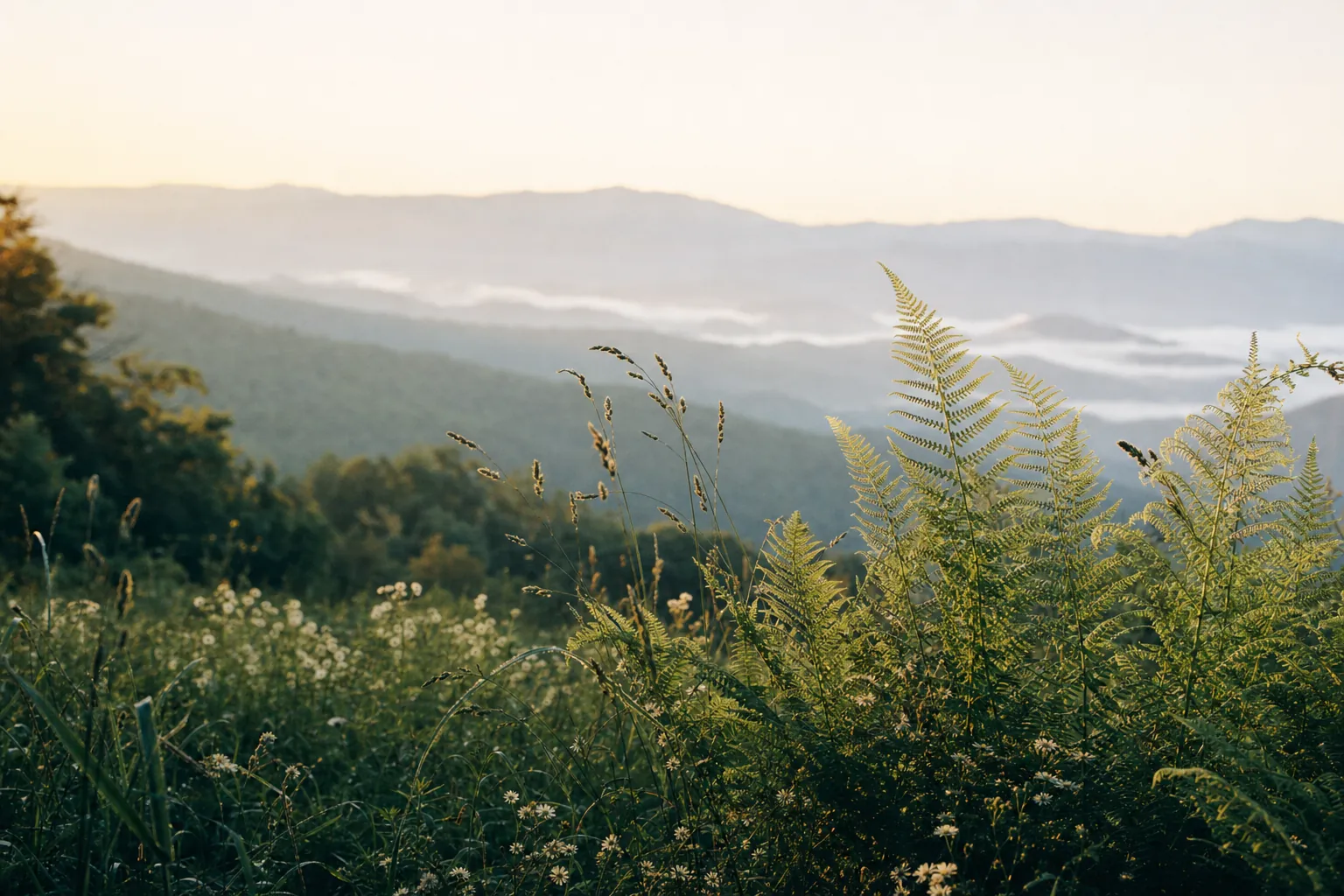 Open Appalachian meadow under a wide sky