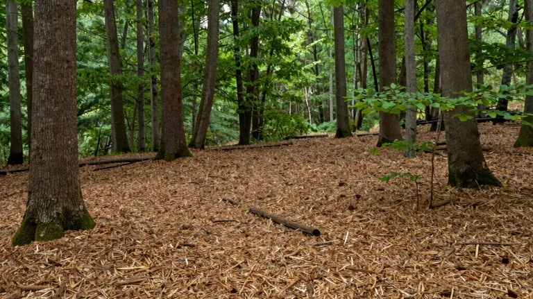 Forestry Mulching & Vegetation Management