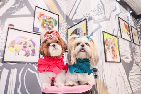 Two small dogs with long fur, dressed in bright red and teal bows, sit on a pink surface in front of a wall decorated with colorful dog portraits by Michel Keck, featuring playful, vibrant brushstrokes and patterns.