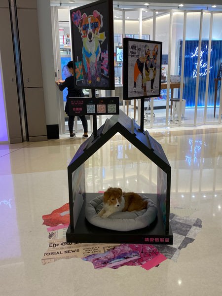 A small brown and white dog rests on a gray cushion inside a black house-shaped display with transparent sides. Above, two colorful, stylized dog portraits by Michel Keck are mounted, featuring bright, abstract patterns. The display sits on a shiny floor with scattered paper-like decorations, in a modern indoor setting with glass walls and neon lighting.