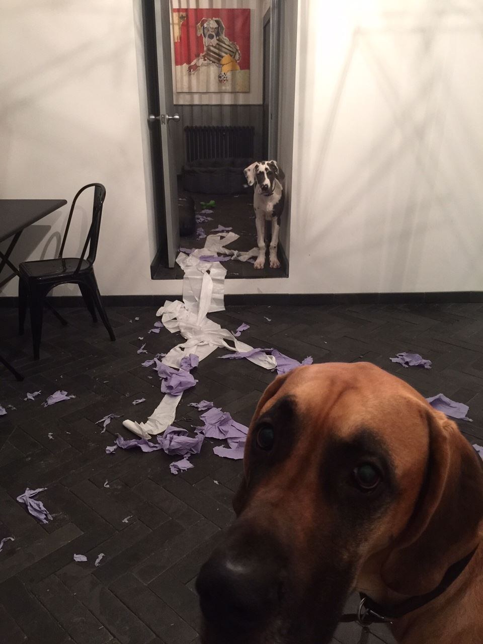 GREAT DANE by Michel Keck installed in a real interior