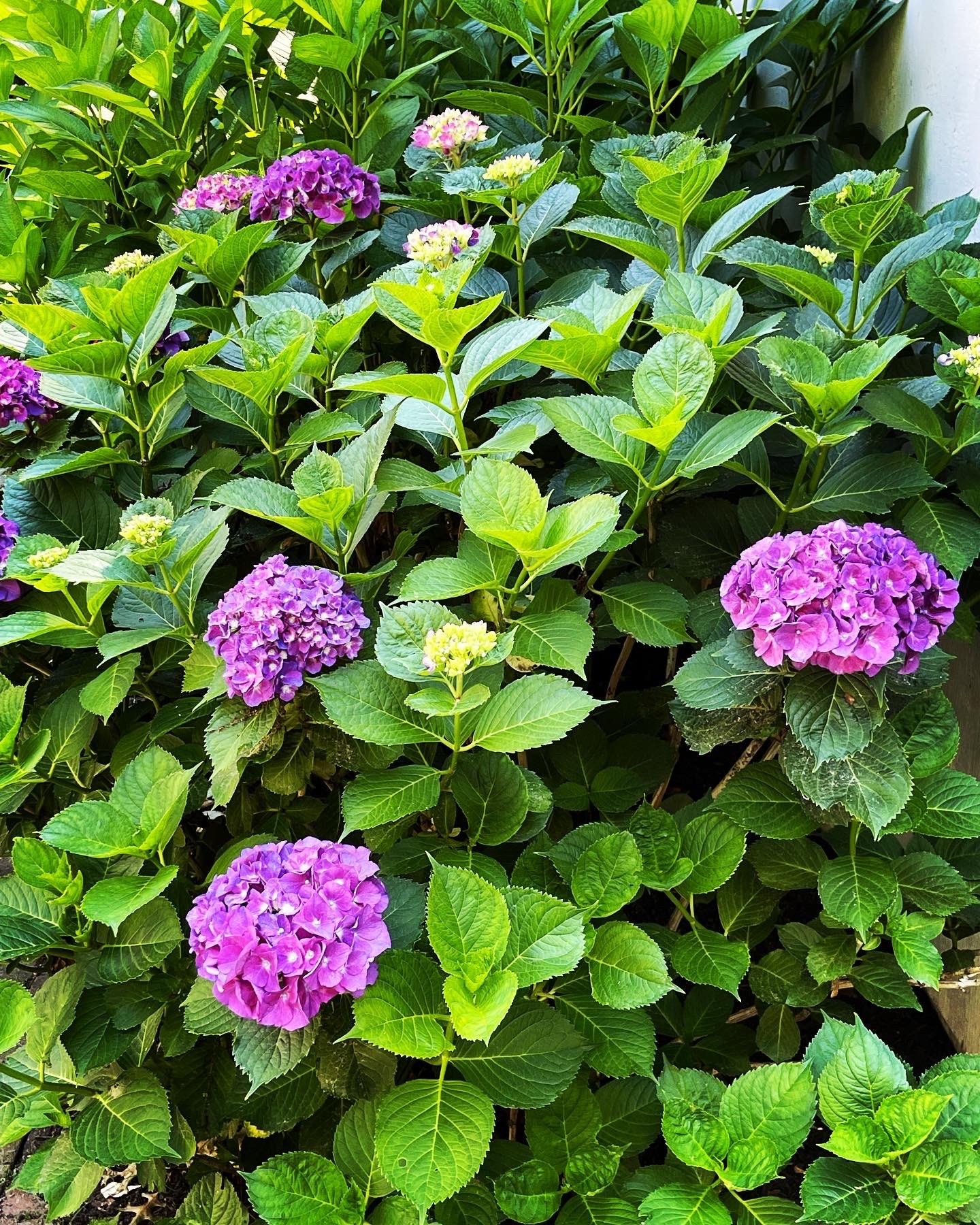 Purple hydrangeas in the Beachglass Barn garden