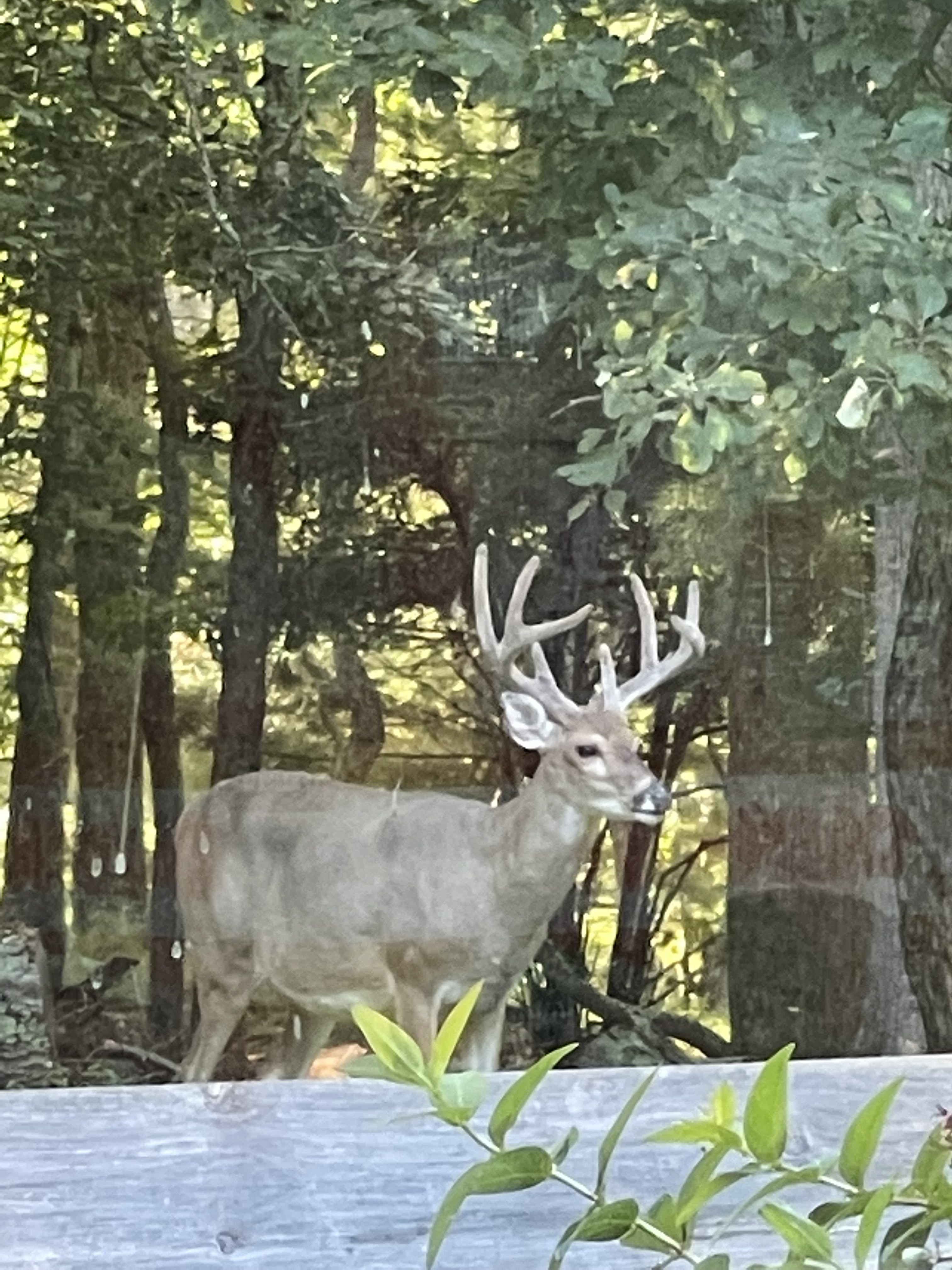 Deer visiting the wooded property