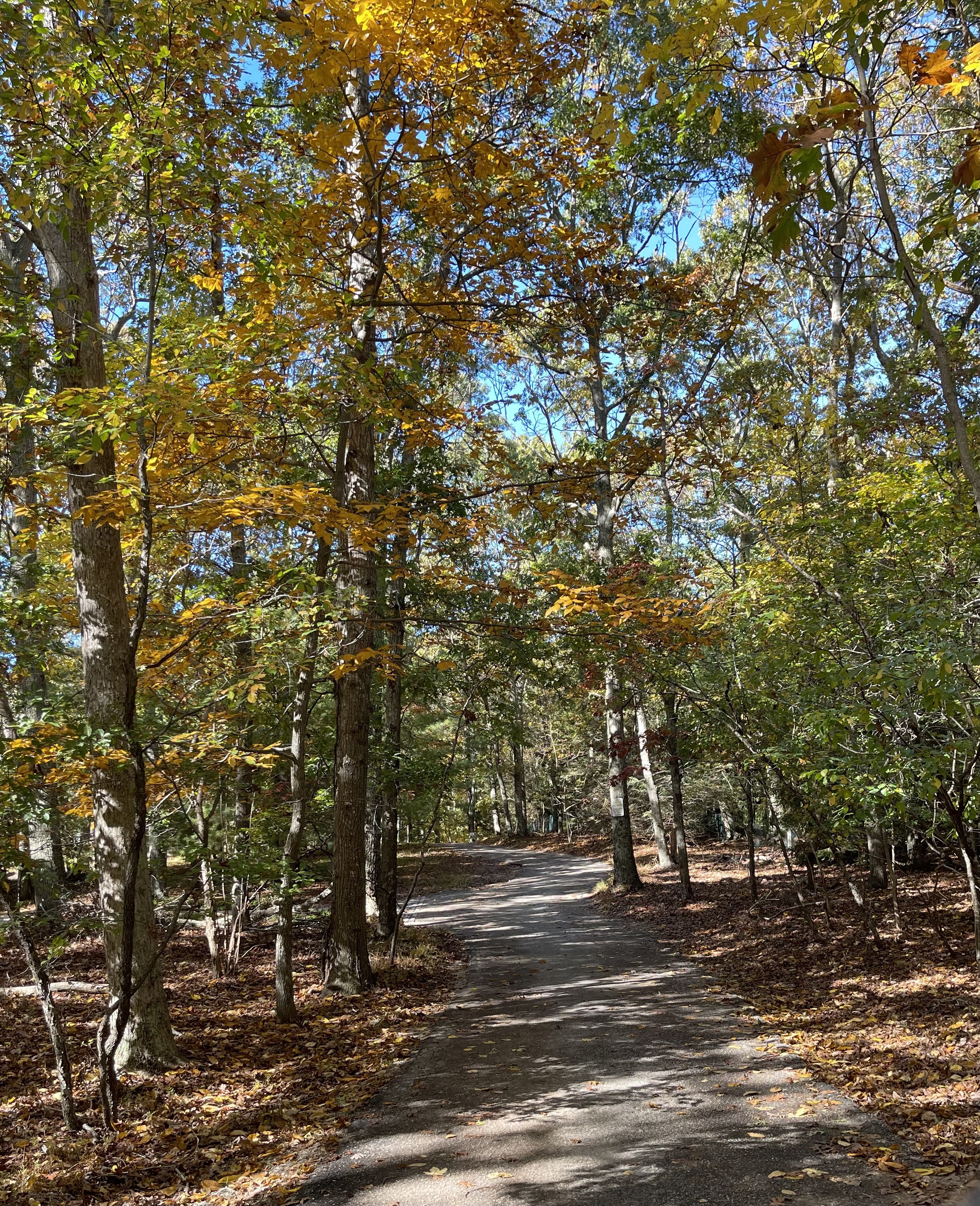 Leafy path near Beachglass Barn