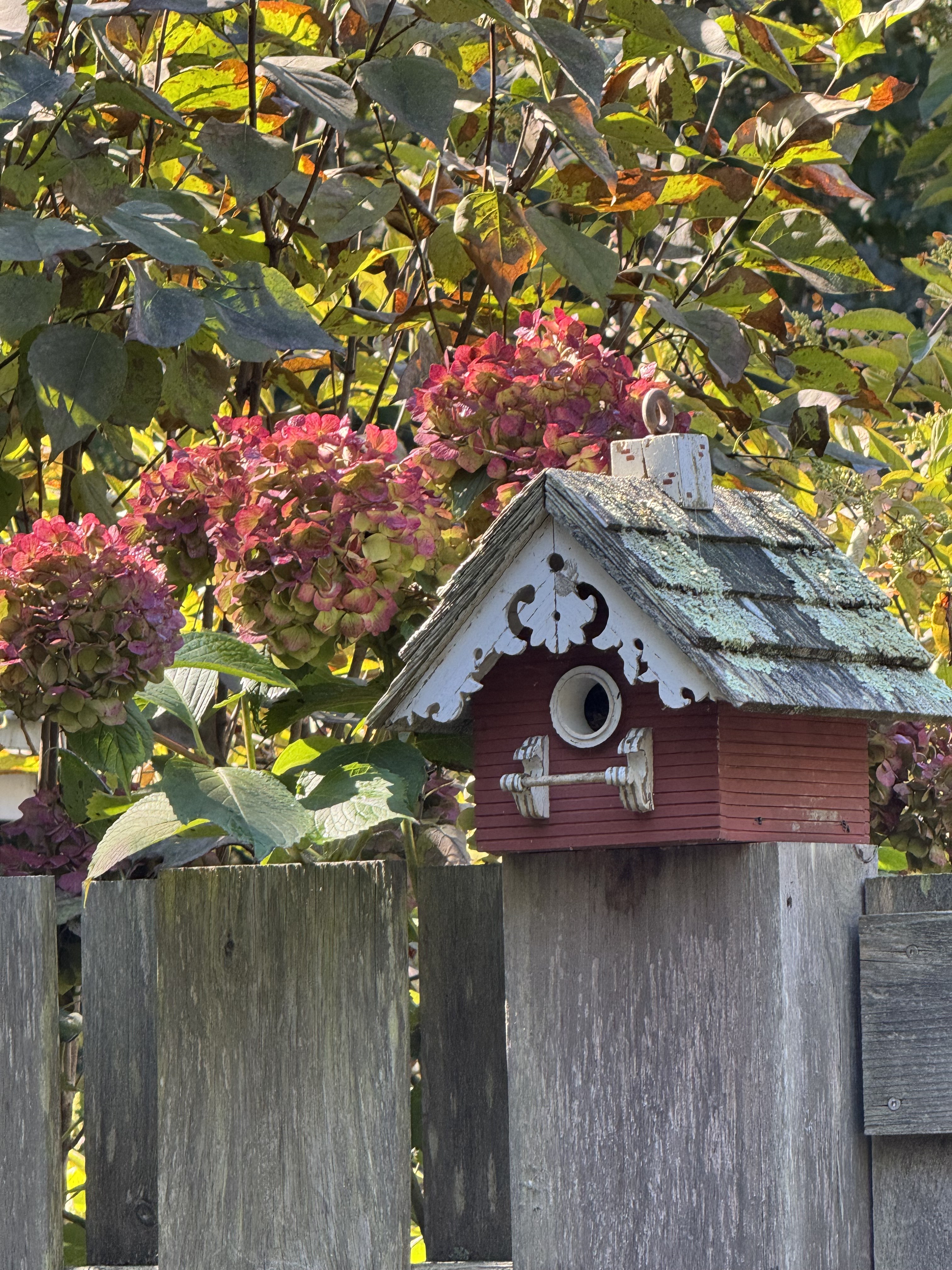 Garden birdhouse framed by hydrangeas