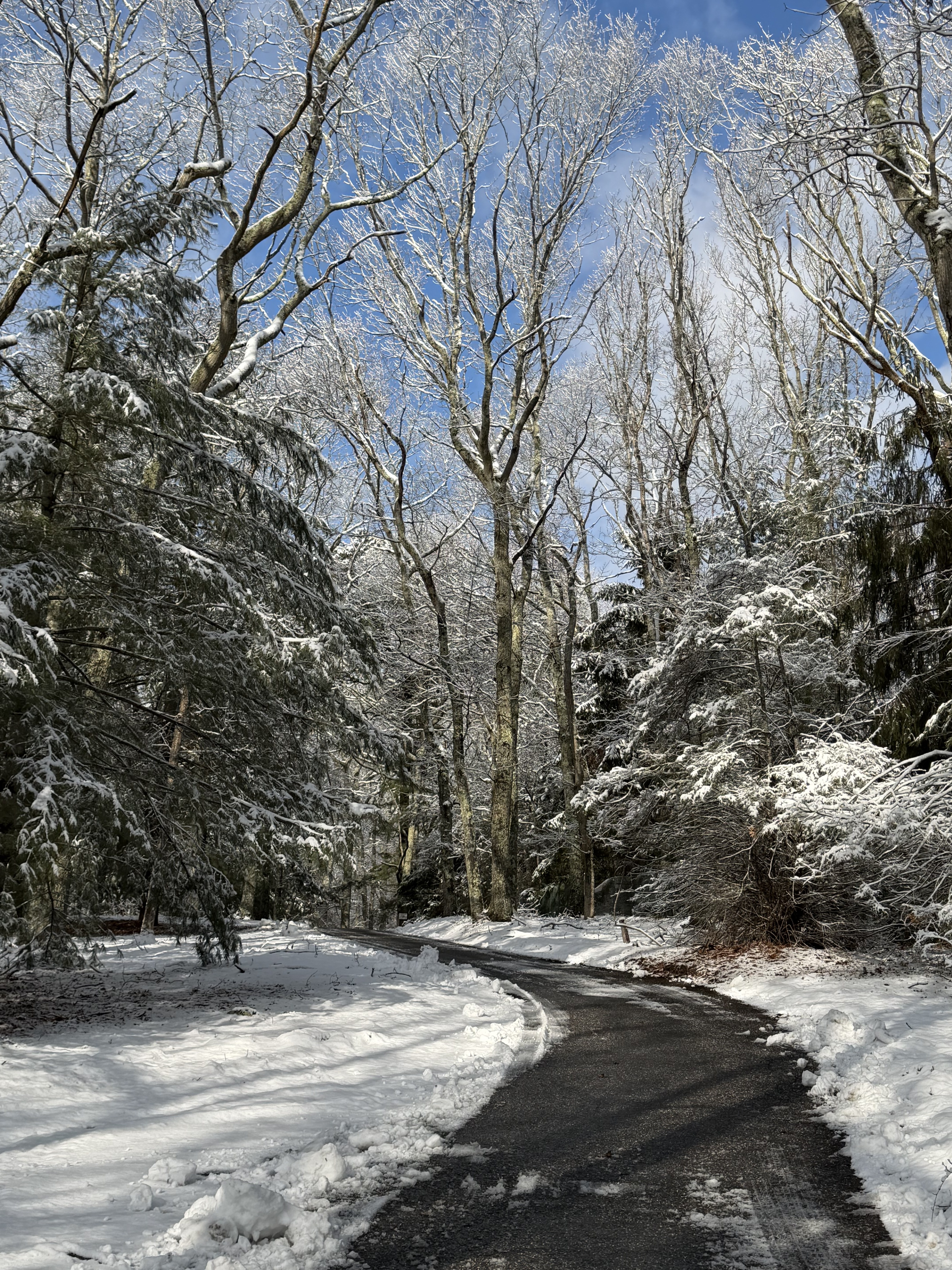 Snowy drive through the woods near Beachglass Barn