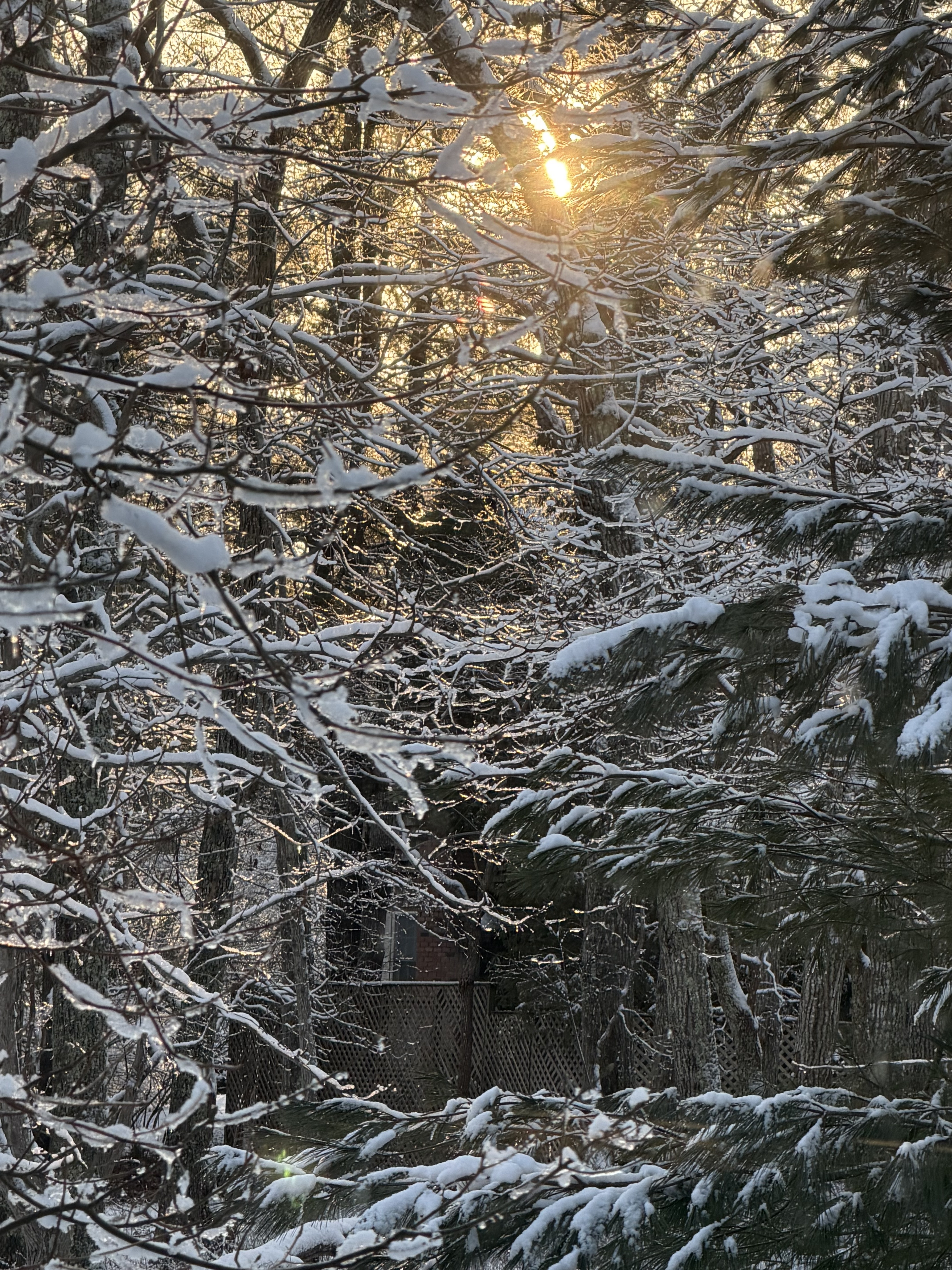 Winter sunlight through snow-covered trees near Beachglass Barn