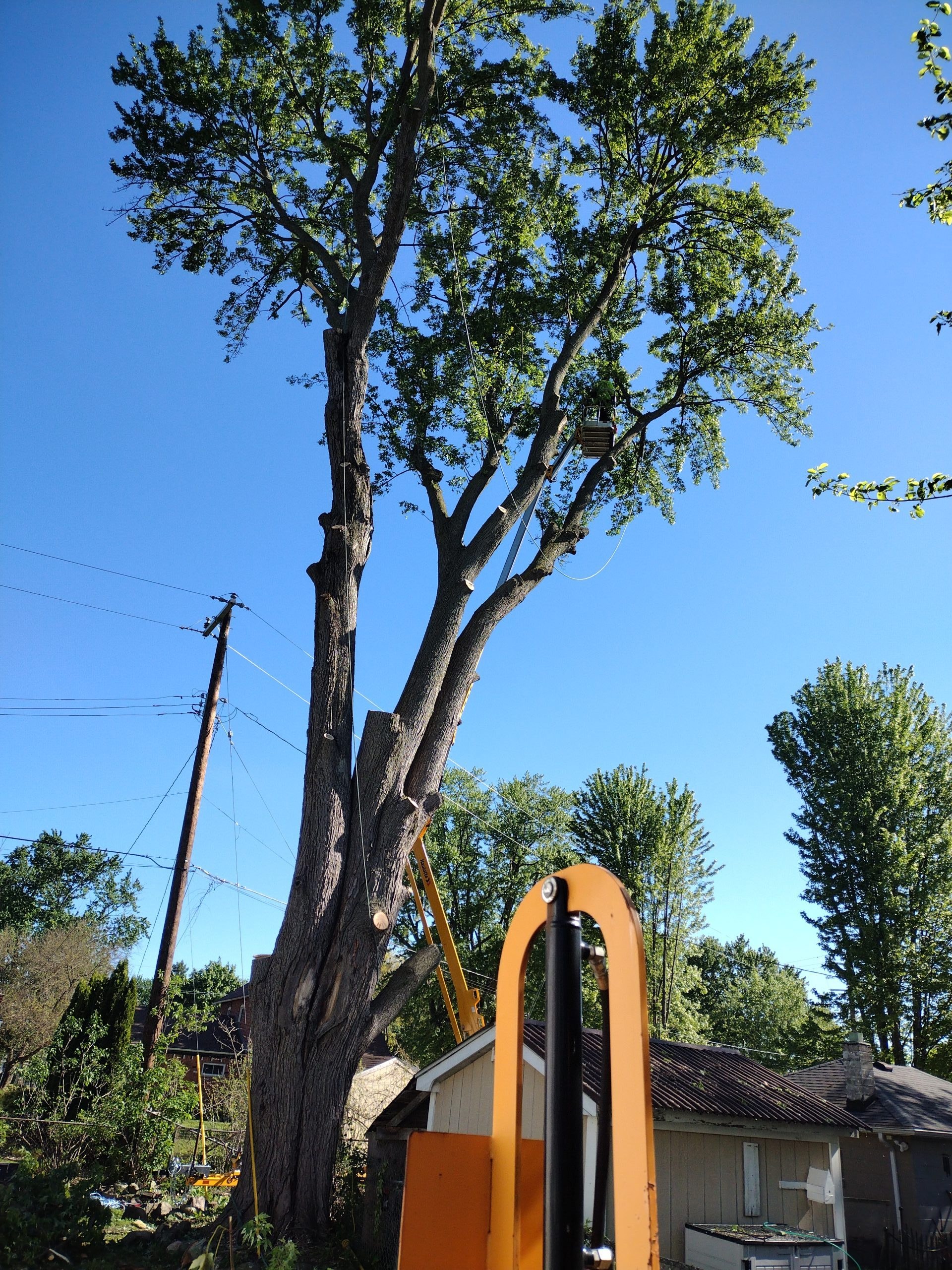 Tree removal work underway at a residential property