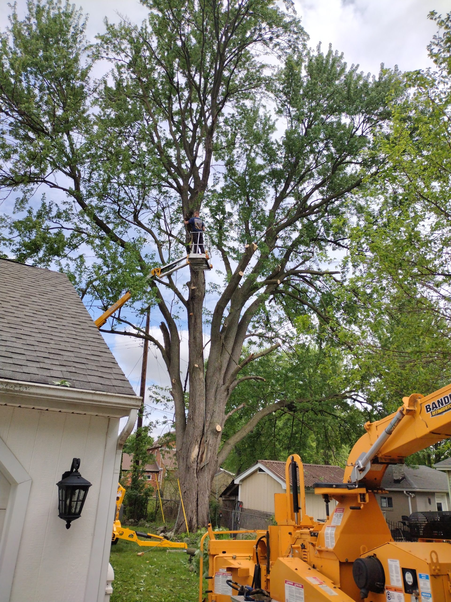 Tree work near a home