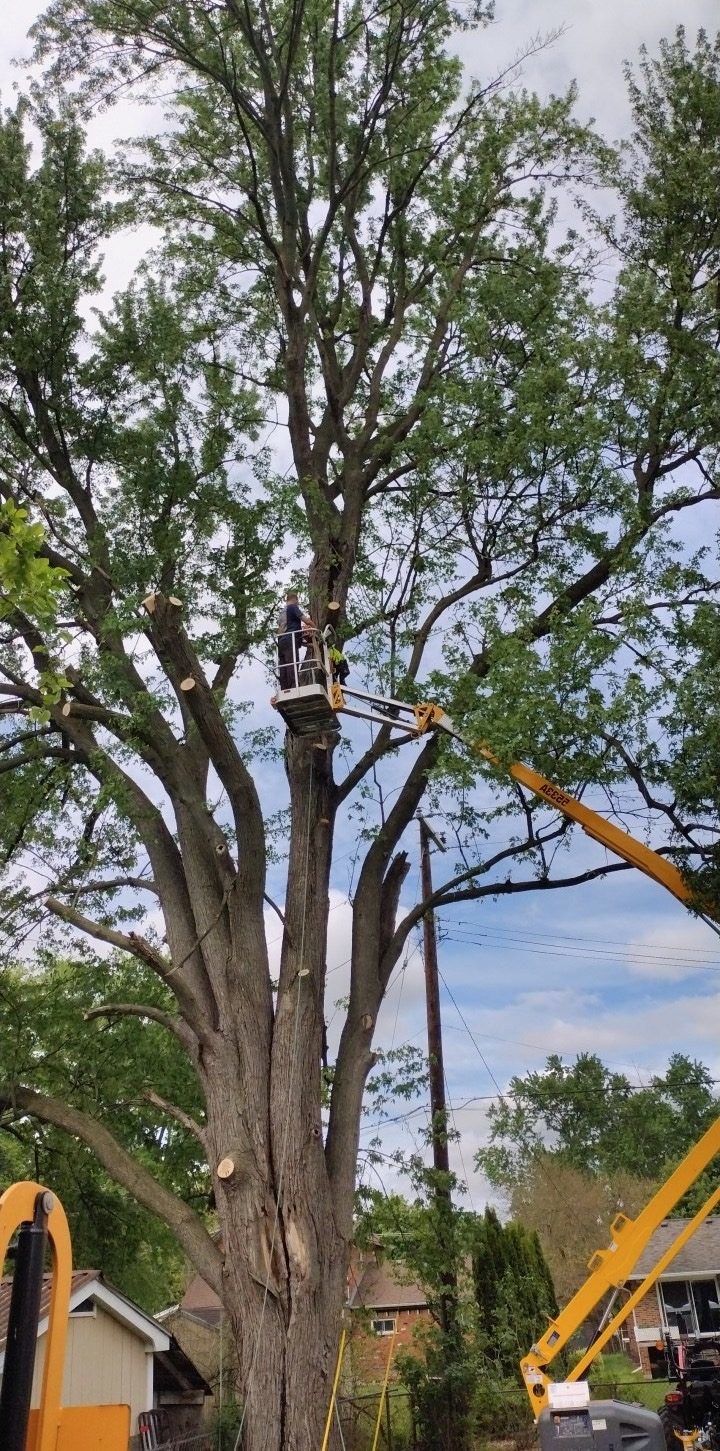 Tree work at a residential property