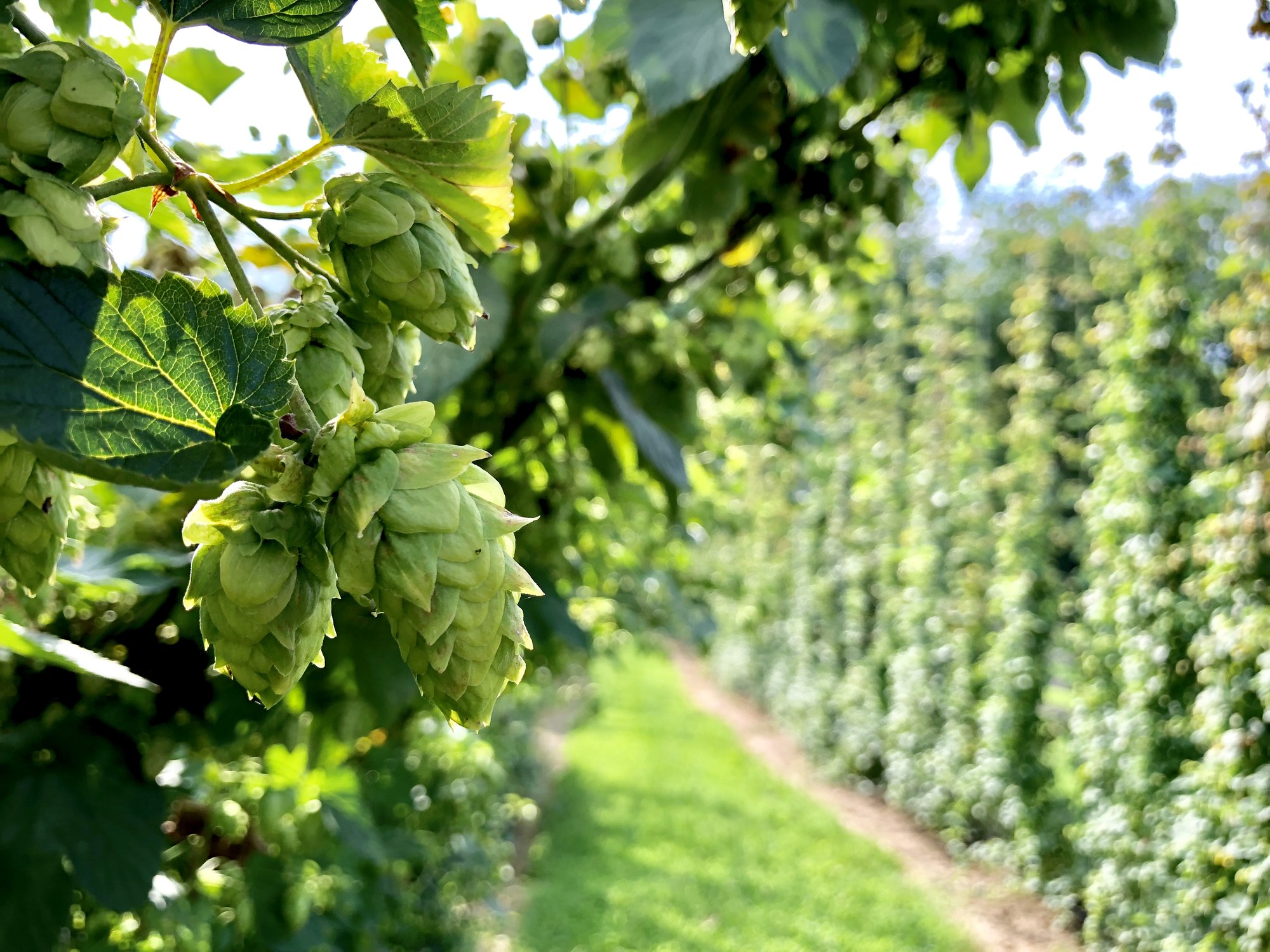 Close-up of hops growing at Stable Craft Brewing