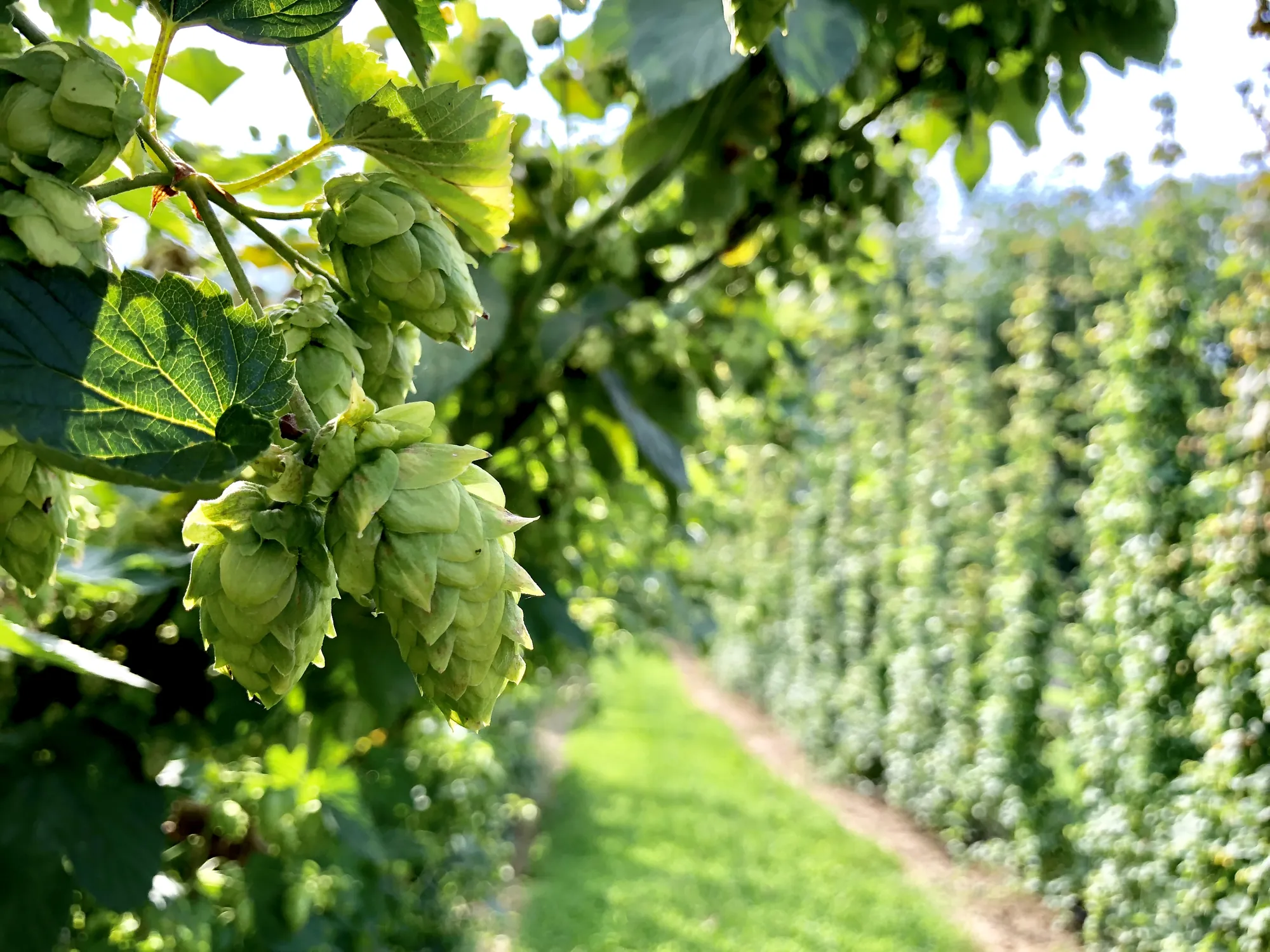 Hops growing at Stable Craft Brewing in Waynesboro, Virginia