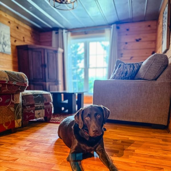 Dog relaxing in the pet-friendly Farmhand suite