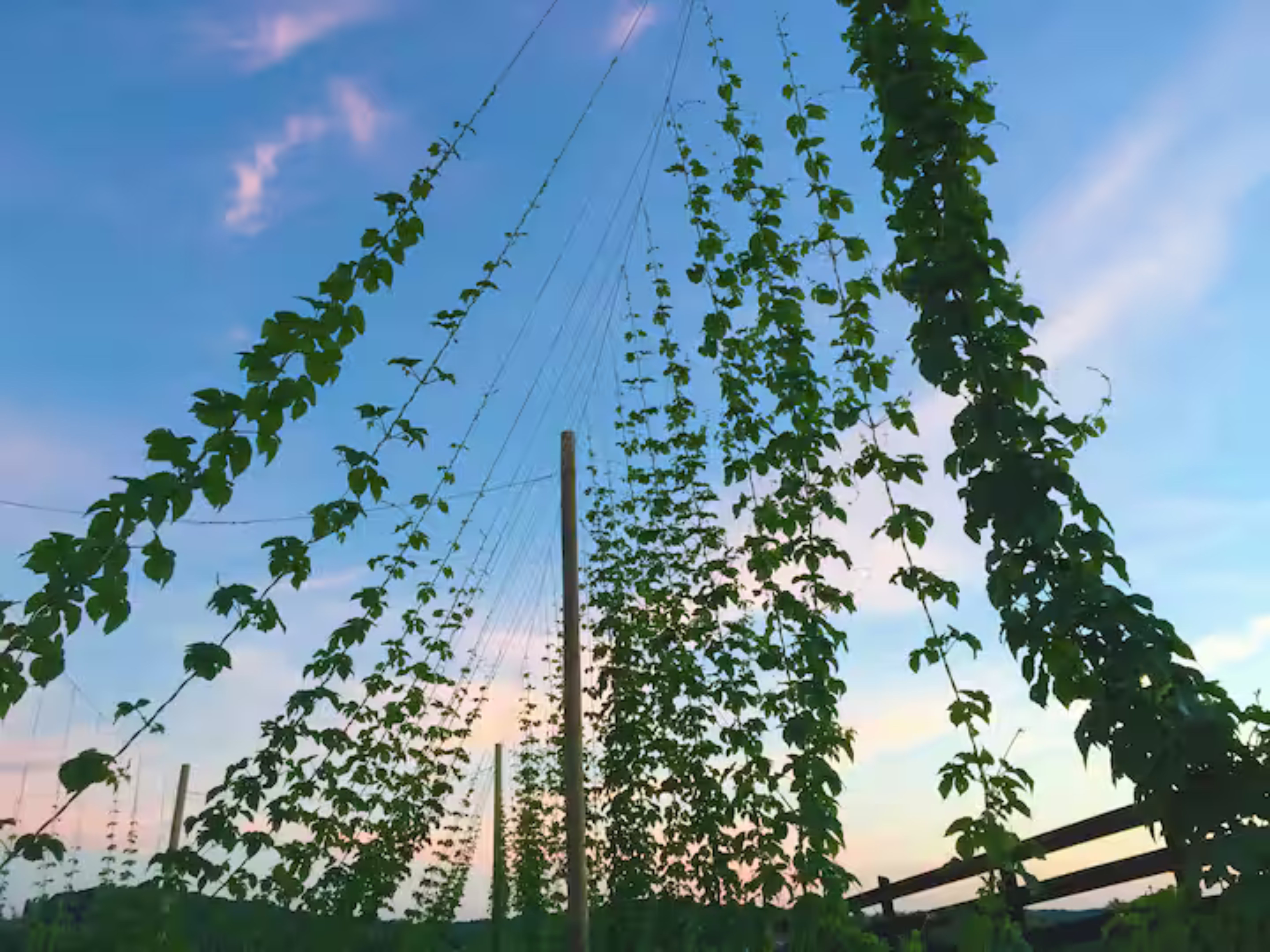 Hops growing at Stable Craft Brewing