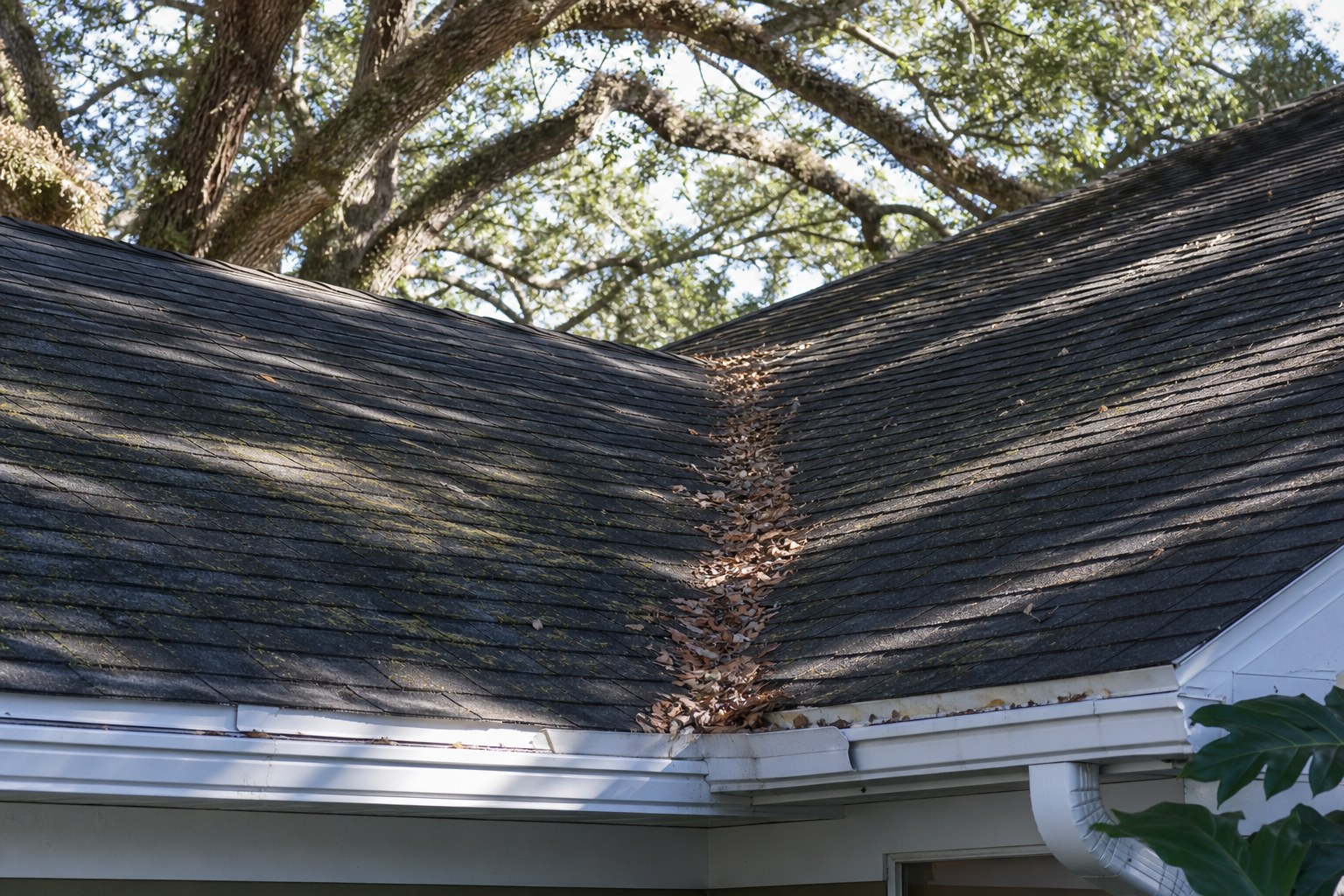 Shaded shingle roof valley with leaves and organic growth