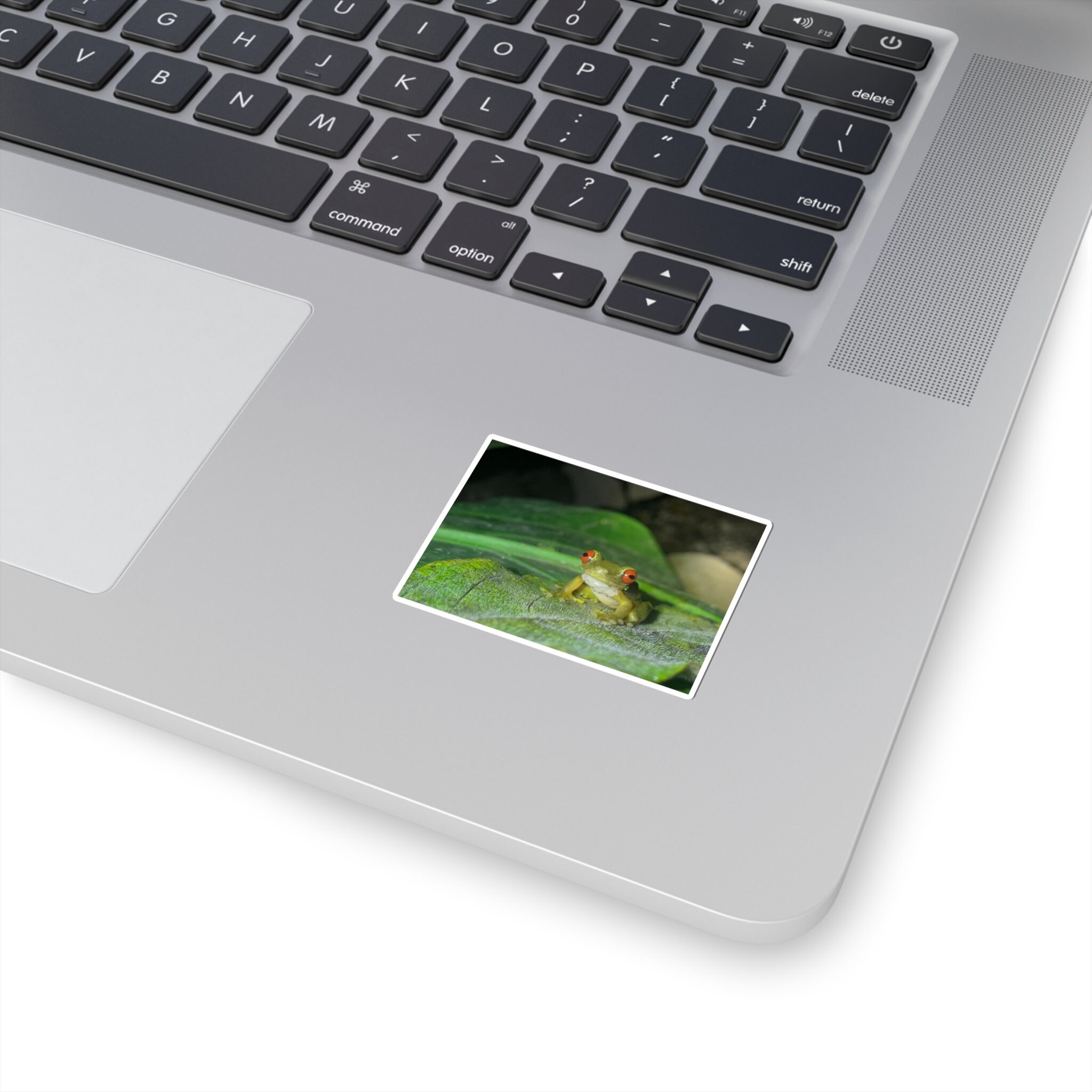 Red-Eyed Tree Frog Sticker | Rainforest Wildlife Decal view 2