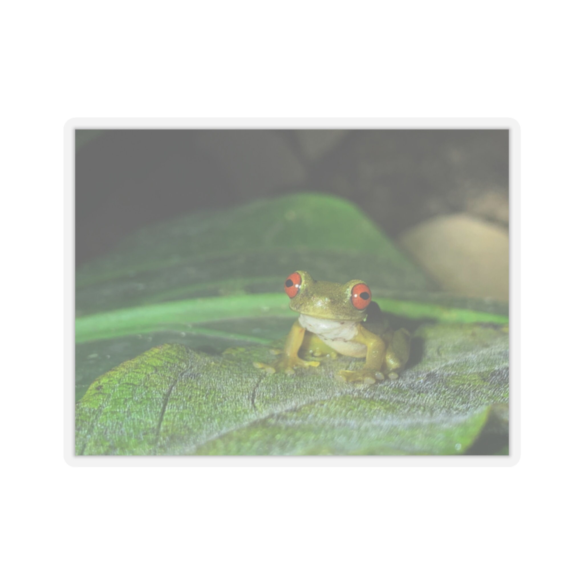 Red-Eyed Tree Frog Sticker | Rainforest Wildlife Decal view 4