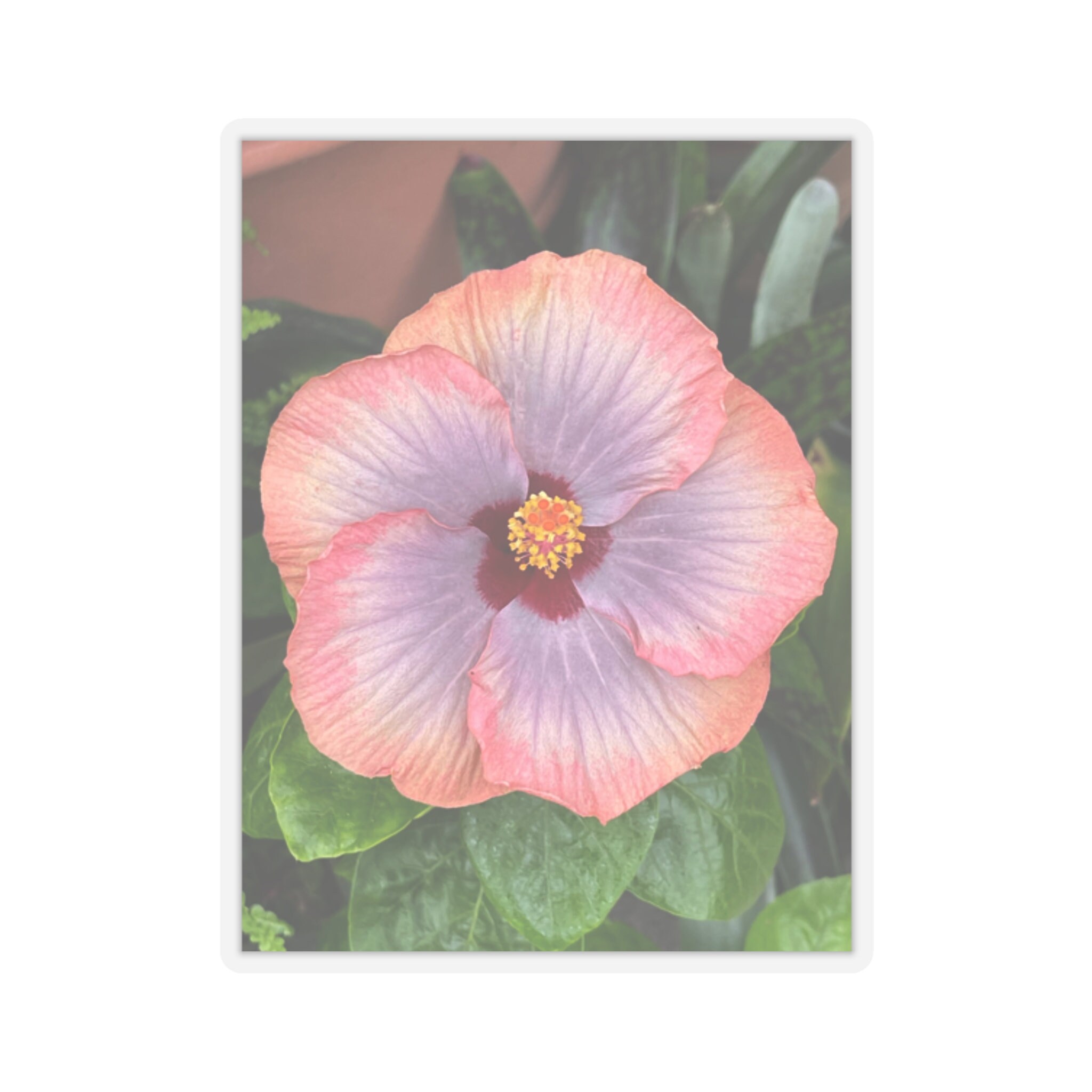 Botanicals