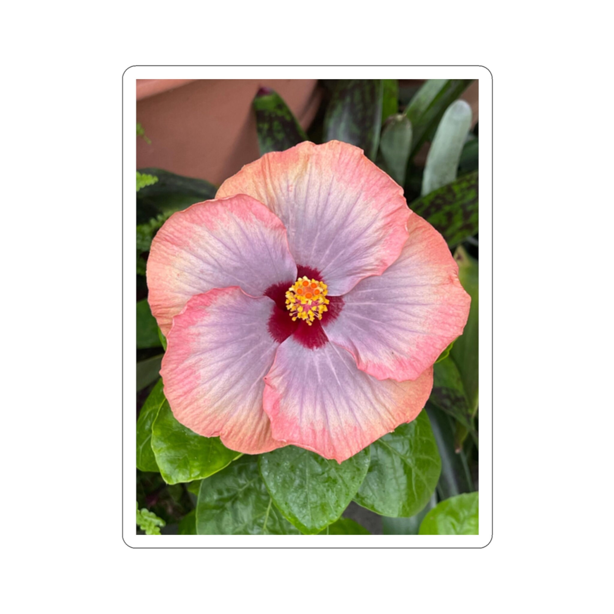 Peach Purple Hibiscus Sticker: Vinyl Floral Decal view 4