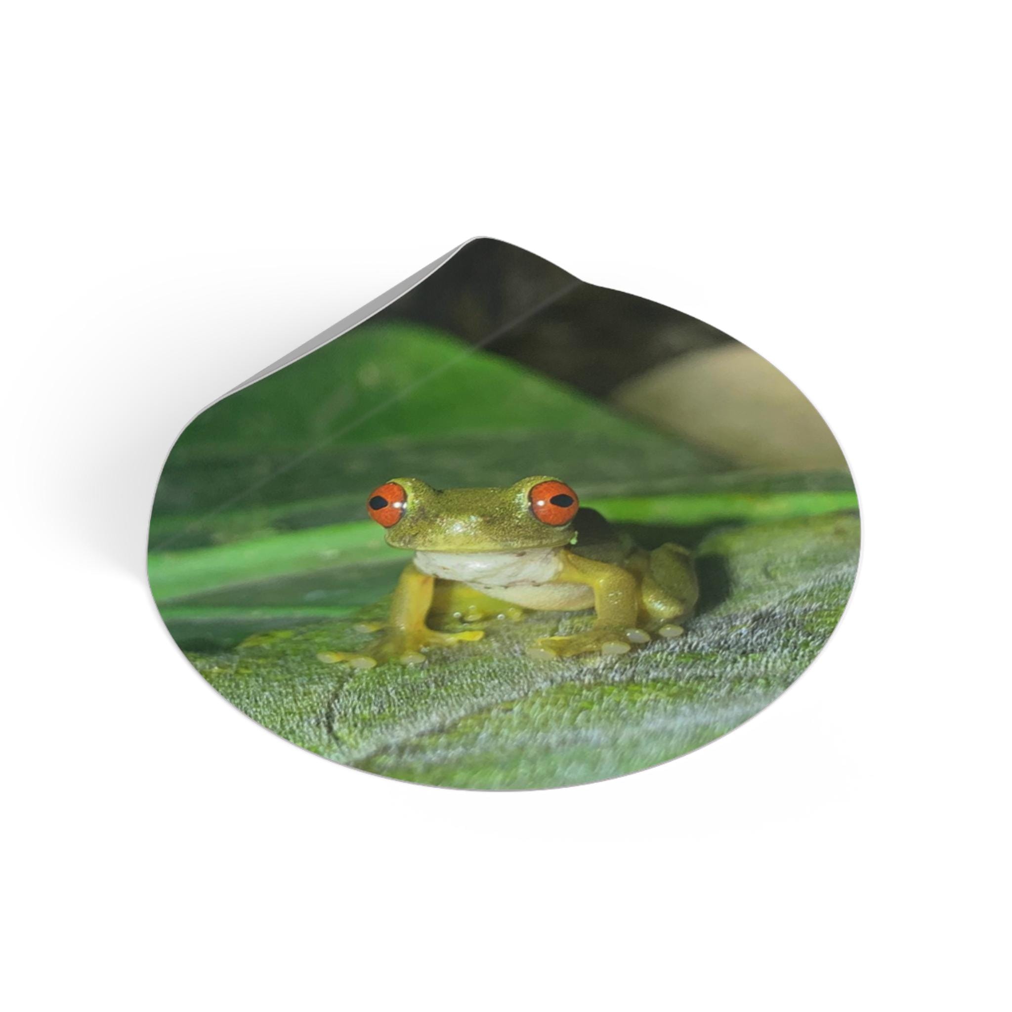 Red-Eyed Tree Frog Sticker | Kiss-Cut Vinyl Frog Laptop Decal view 4
