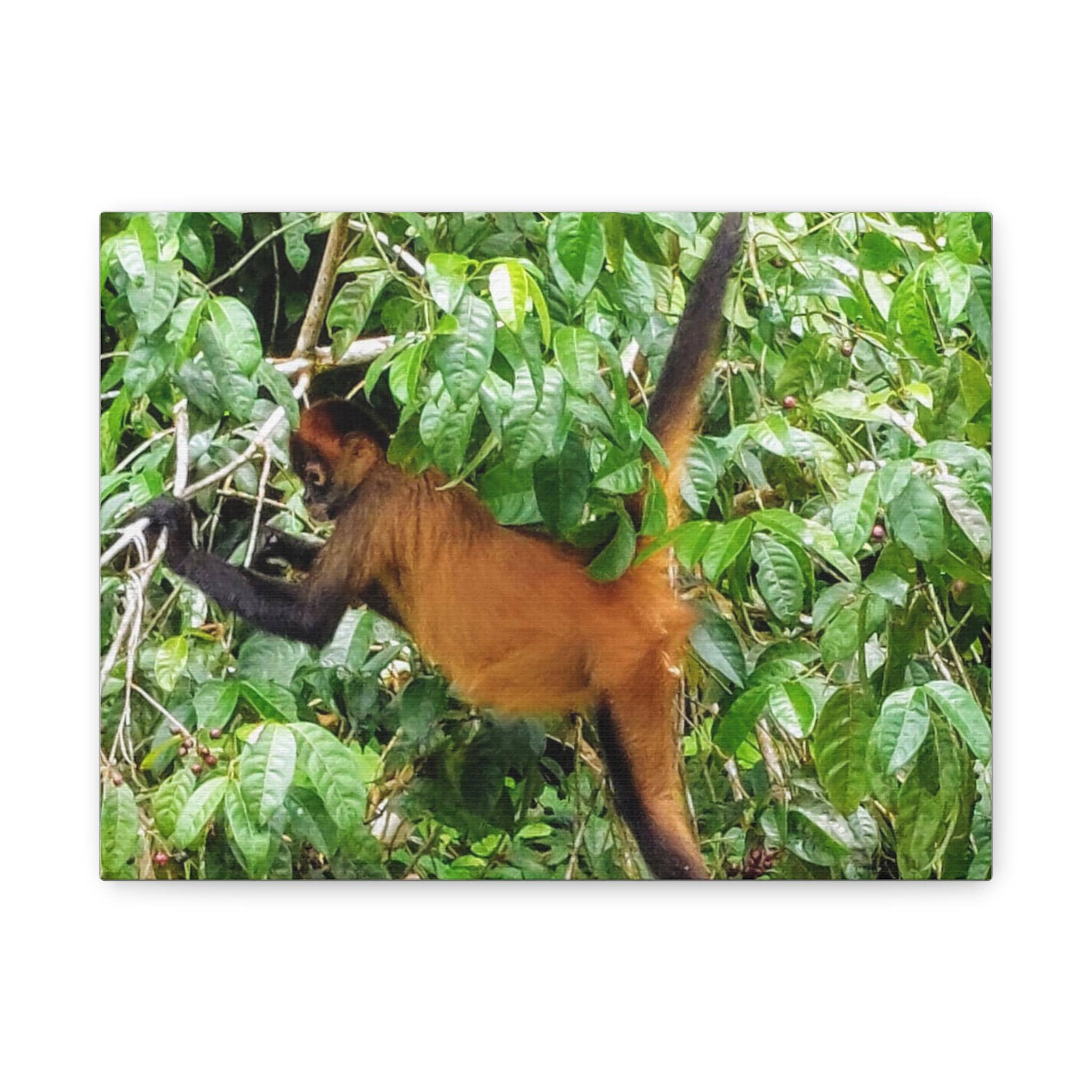 Howler Monkey Canvas