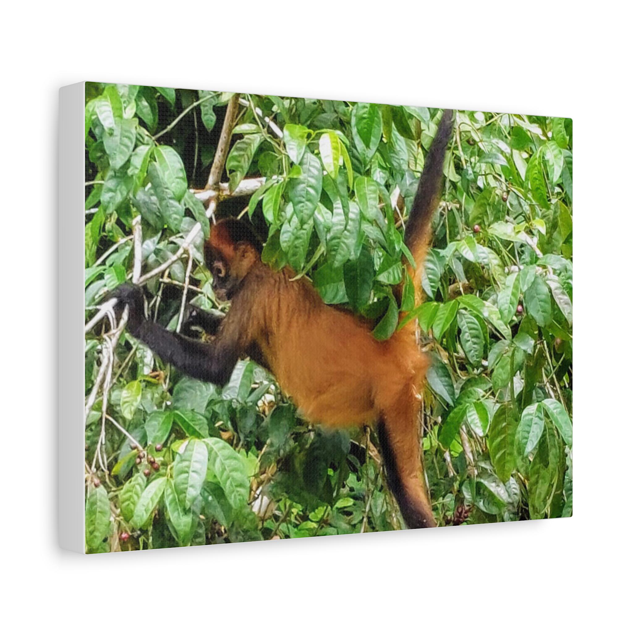 Howler Monkey Canvas view 2