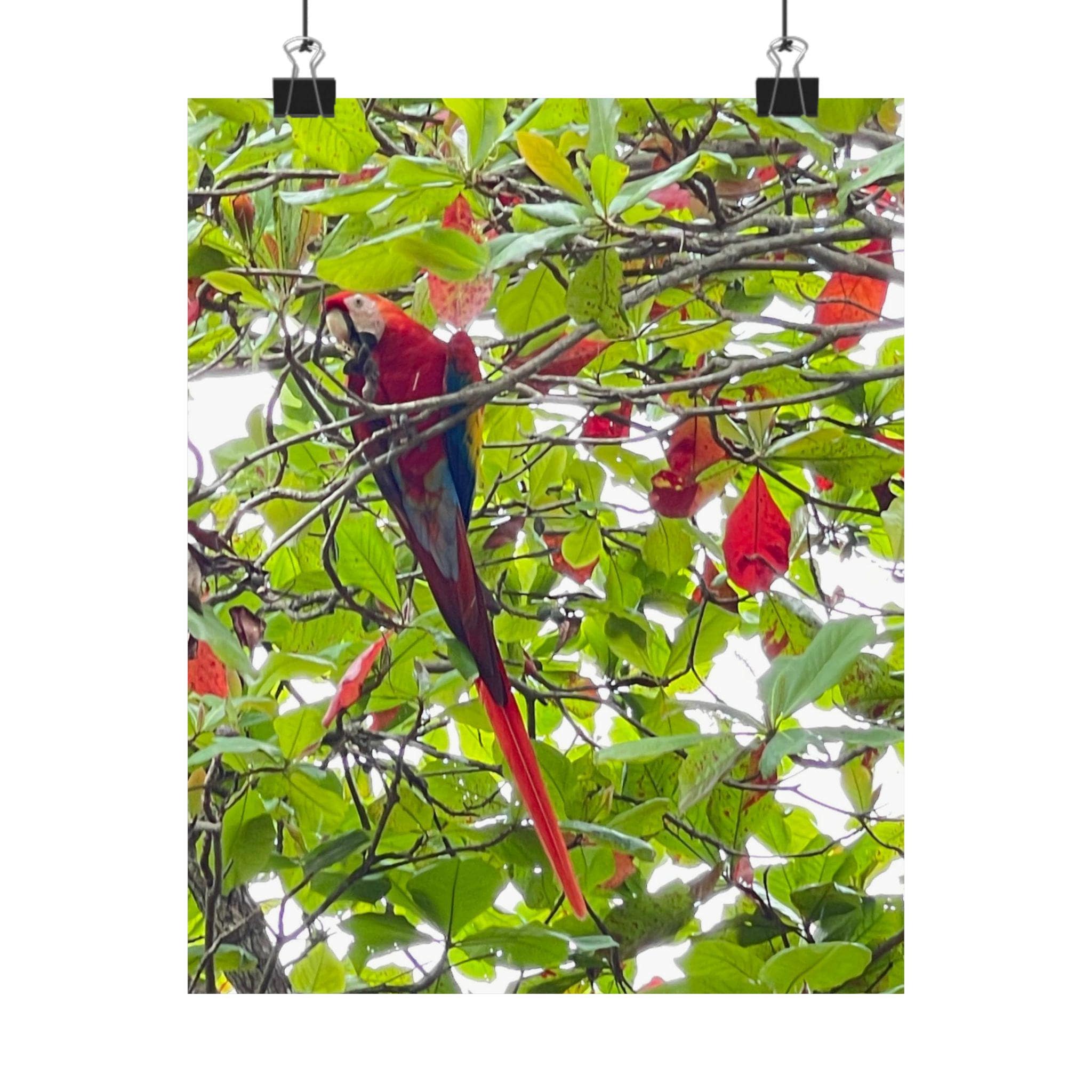 Scarlet Macaw Parrot Matte Vertical Poster | Tropical Bird Wall Art