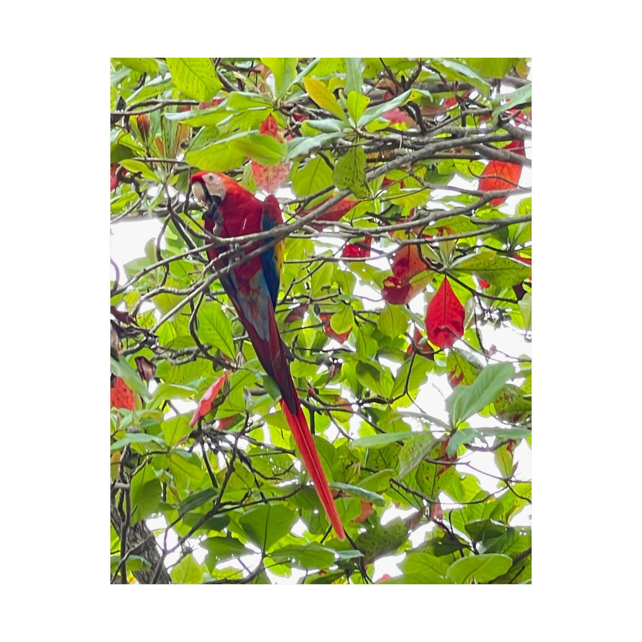 Scarlet Macaw Parrot Matte Vertical Poster | Tropical Bird Wall Art view 2