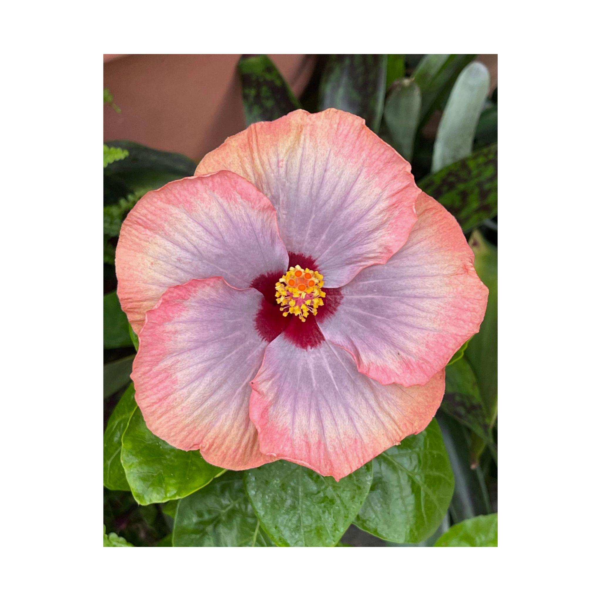 Pink Hibiscus Botanical Matte Poster | Vertical Flower Print view 2