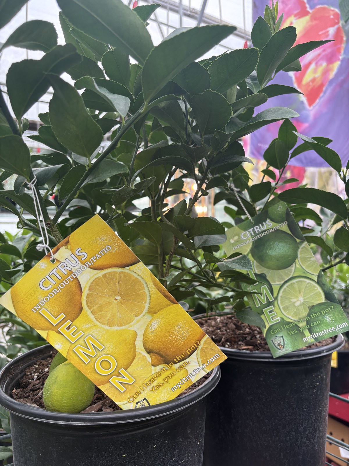Potted lemon and lime trees with citrus labels at Mile 5.2 Greenhouse