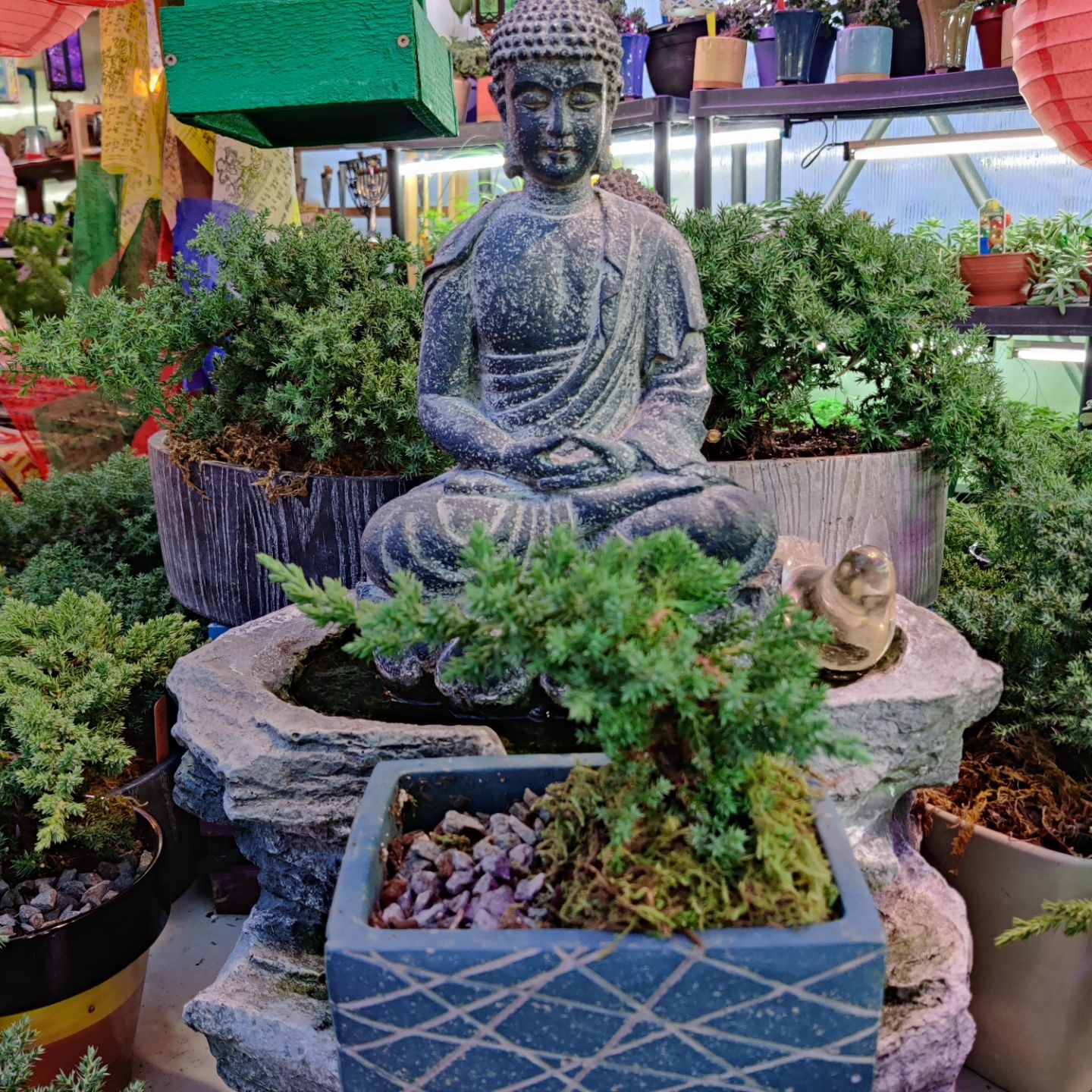 A carefully tended potted plant in a greenhouse