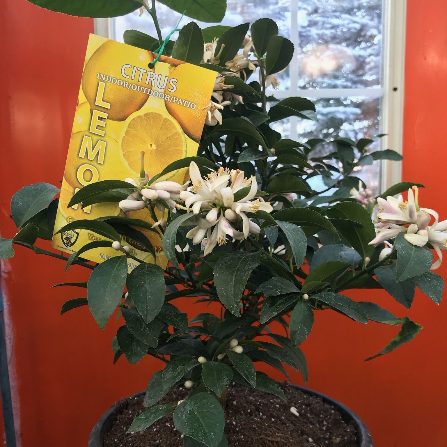 Lemons growing on a potted citrus tree