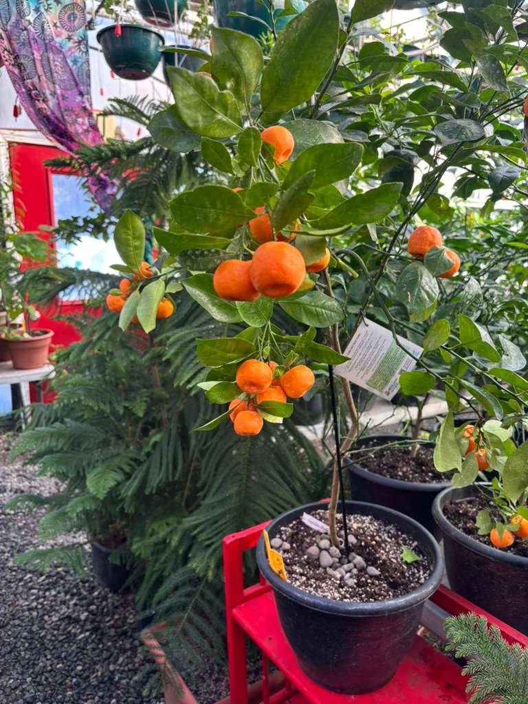 Citrus & fruit trees