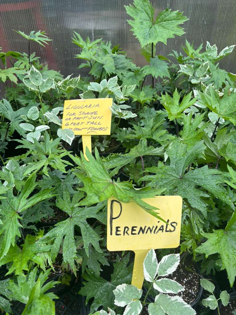 Perennials & berries