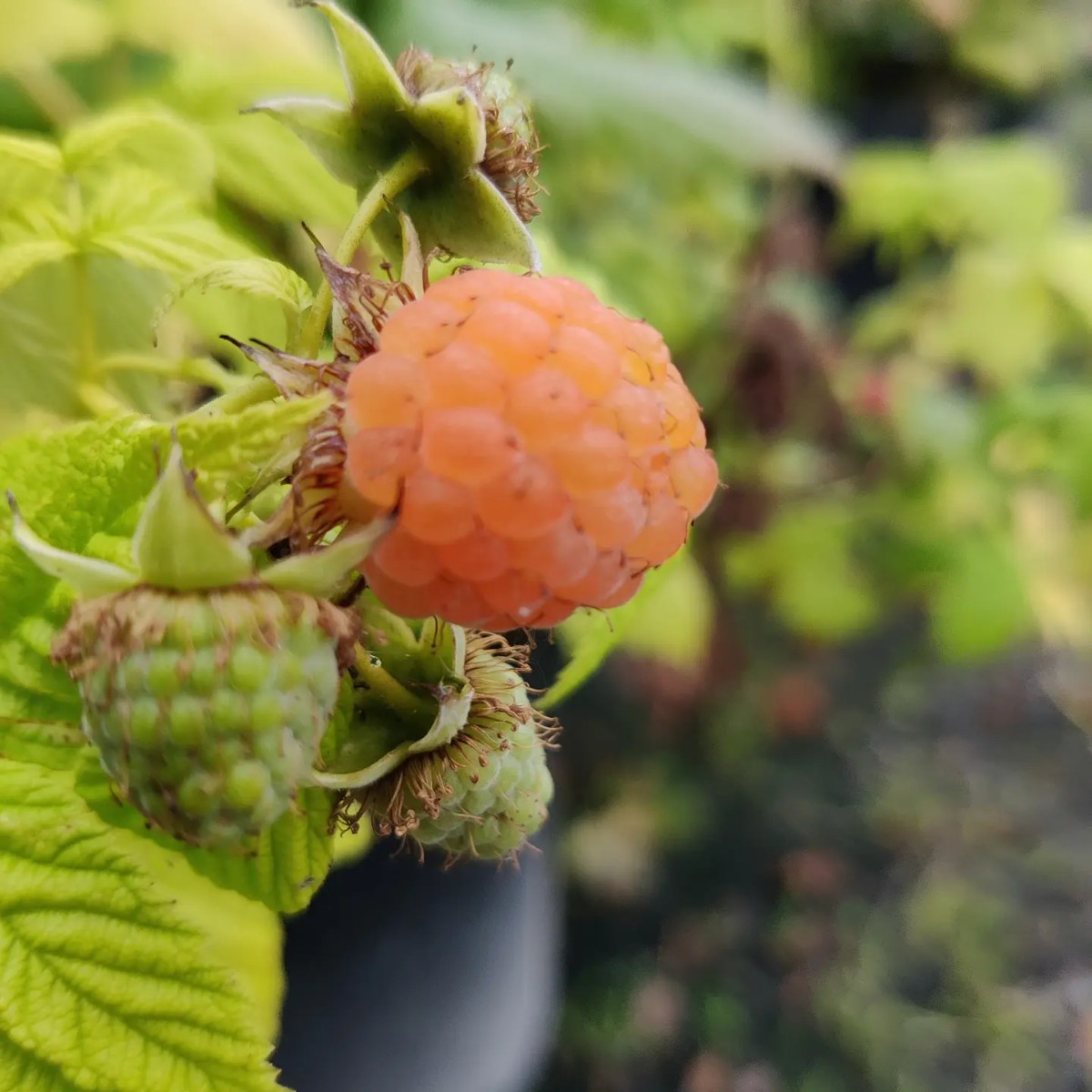 Golden berry growing beside unripe berries